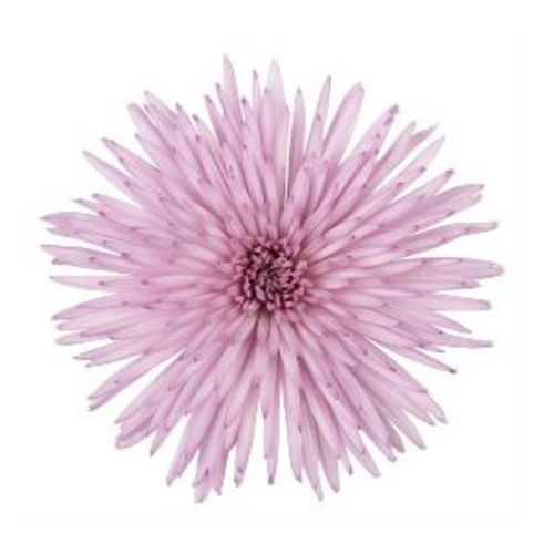 Chrysanthemums PINK