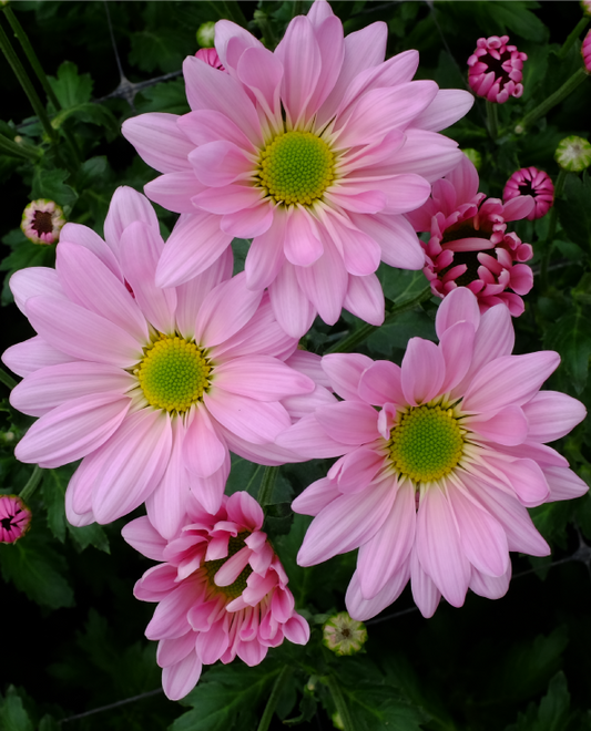 Spray Chrysanthemums PINK