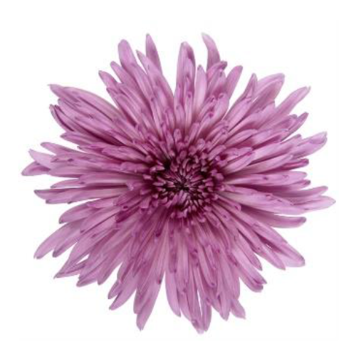 Chrysanthemums LILAC