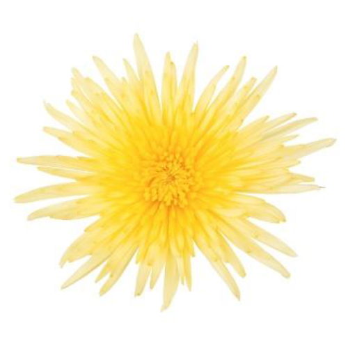 Yellow Chrysanthemums