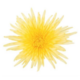 Yellow Chrysanthemums