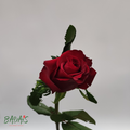 Rose EVER RED