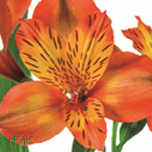 Alstroemeria JAFFA