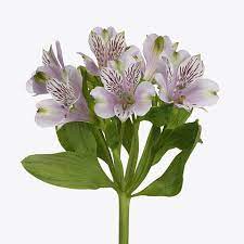 Alstroemeria LAVENDER