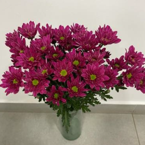 Spray Chrysanthemums PURPLE