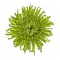 Chrysanthemums GREEN