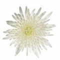 White Chrysanthemums