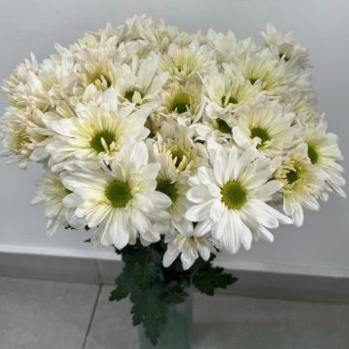White Spray Chrysanthemums