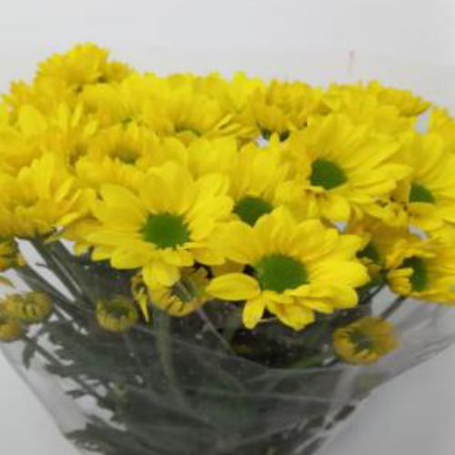 Yellow Spray Chrysanthemums